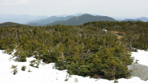 View of Basin from Treeline